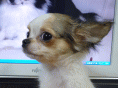 �ɏ��`����!!�����p�[�e�B�̏��̎e��