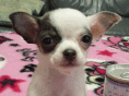�ɏ��X���[�X�`����!! �z���C�g�n�̏��̎e��