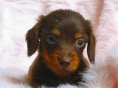 �p���n���J�j���w���T�C�Y�̃_�b�N�XBABY