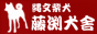 【高松市】縄文柴犬 藤渕犬舎